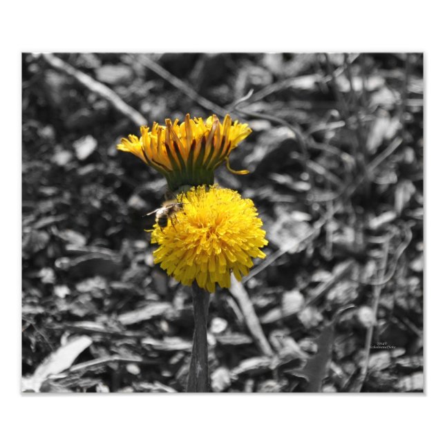 Early Spring Pollination Photo Print (Front)