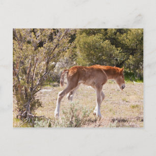 Early Strides Postcard