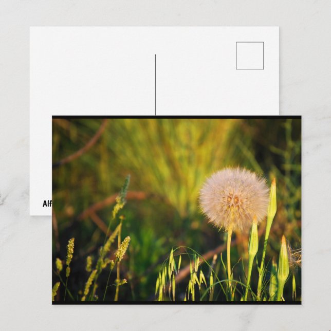Early Summer Western Salsify Postcard (Front/Back)