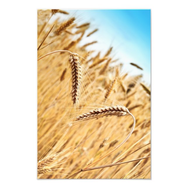 Ears Of Golden Wheat Against Wheat Field Photo Print (Front)