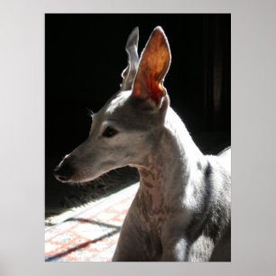 Ears Up!, photo Poster