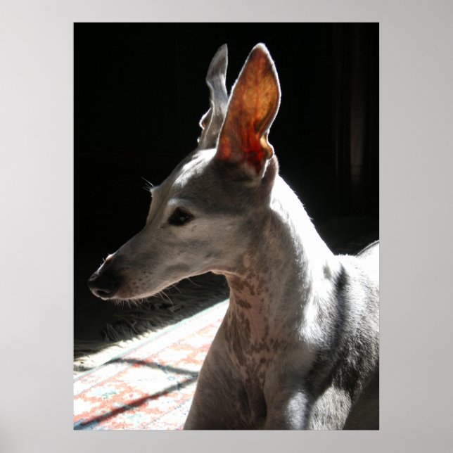 Ears Up!, photo Poster (Front)