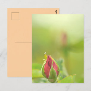 Earth’s Glow and Healing Japanese Flowers/EarthDay Postcard