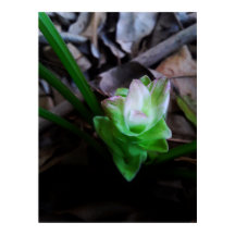 earth saffron flower