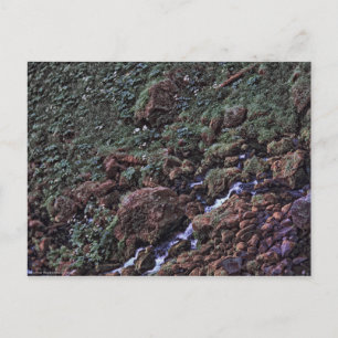 EarthTone Postcard