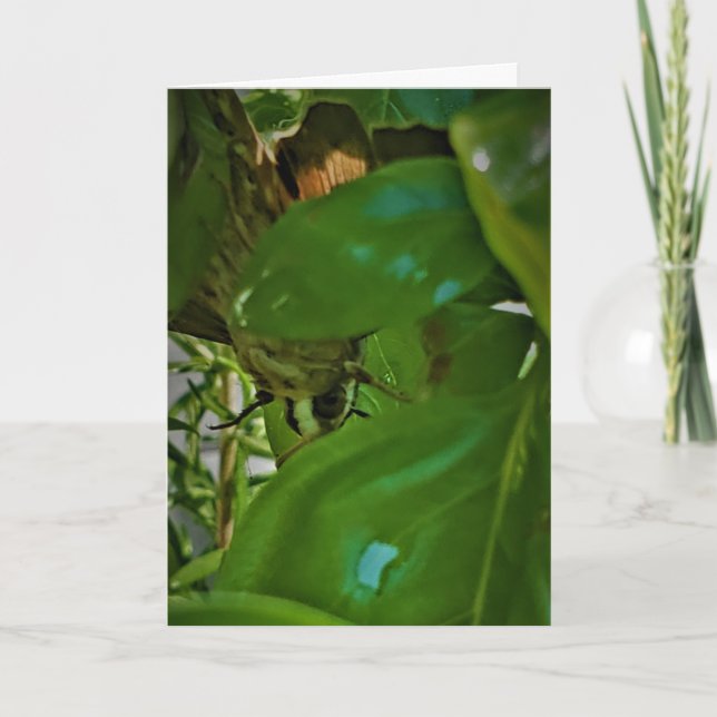 "Earthy Hang-Out" Get Well Card (Front)