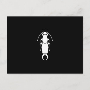 Earwig Postcard