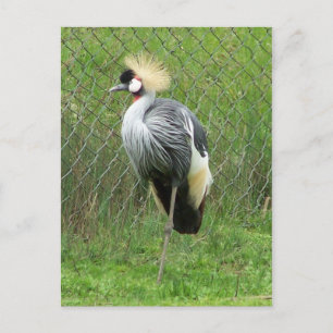 East African Crown Crane Postcard