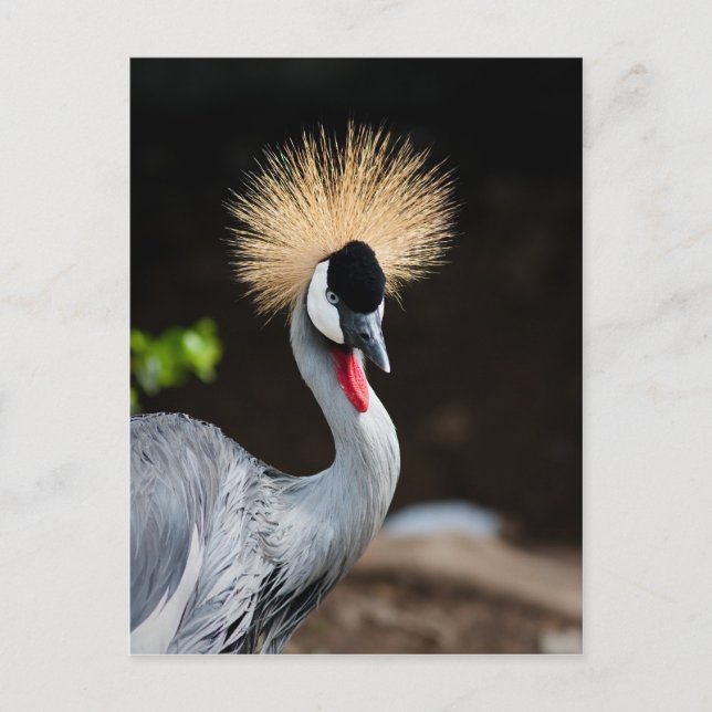 East African Crowned Crane Postcard (Front)