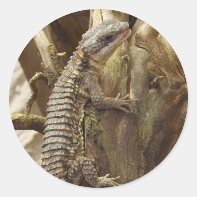 East African Spiny-Tailed Tropical Girdled Lizard Classic Round Sticker (Front)