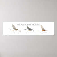 East Coast Mayfly Art Poster