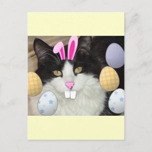 Easter Black and White Kitty Cat Holiday Postcard
