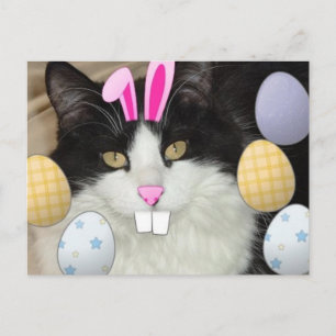 Easter Black & White Cat Holiday Postcard