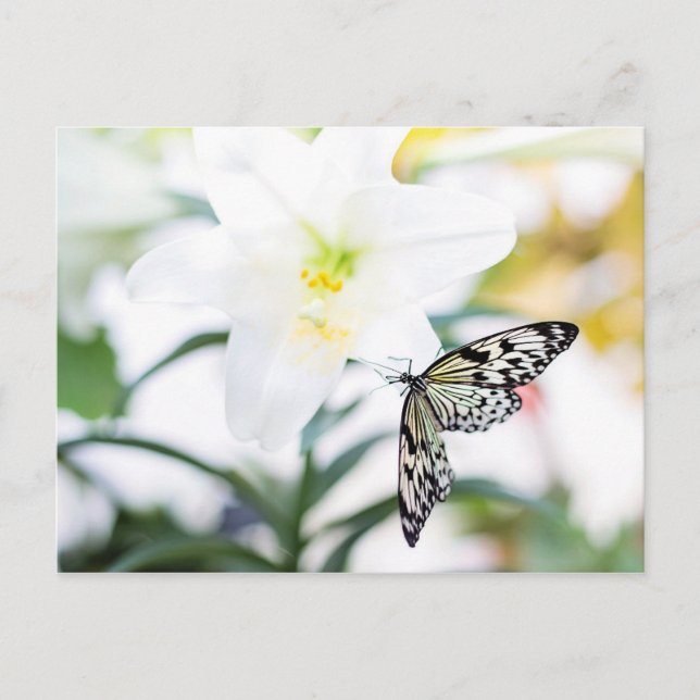 Easter Blessings 1 John 2:25 Bible Verse Holiday Postcard (Front)