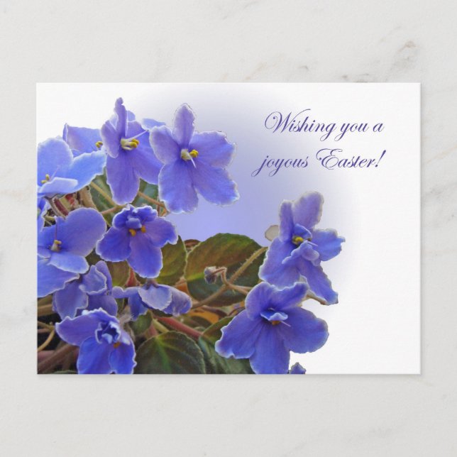 Easter Blue African Violets Holiday Postcard (Front)
