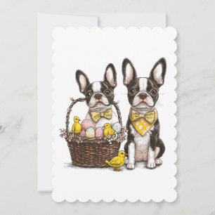 Easter Boston Terrier Dogs Holiday Card