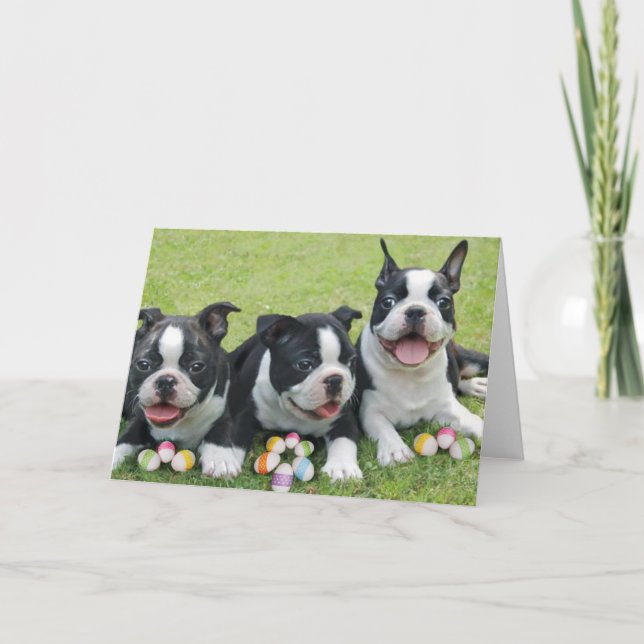 Easter boston terriers holiday card (Front)