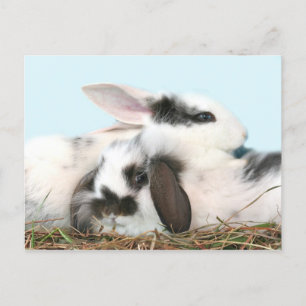 Easter bunnies holiday postcard