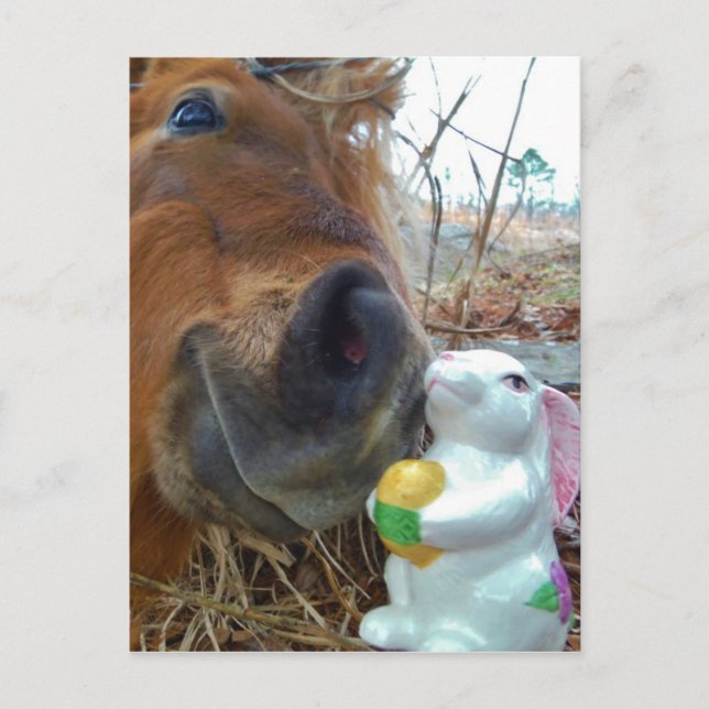 Easter Bunny and Brown horse Holiday Postcard (Front)