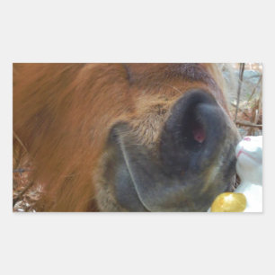 Easter Bunny and Brown horse Rectangular Sticker