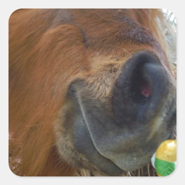 Easter Bunny and Brown horse Square Sticker (Front)