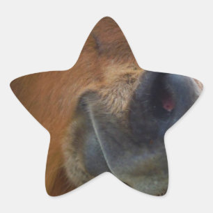 Easter Bunny and Brown horse Star Sticker