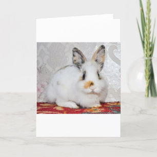 Easter Bunny Holiday Card
