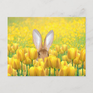 Easter Bunny Holiday Postcard
