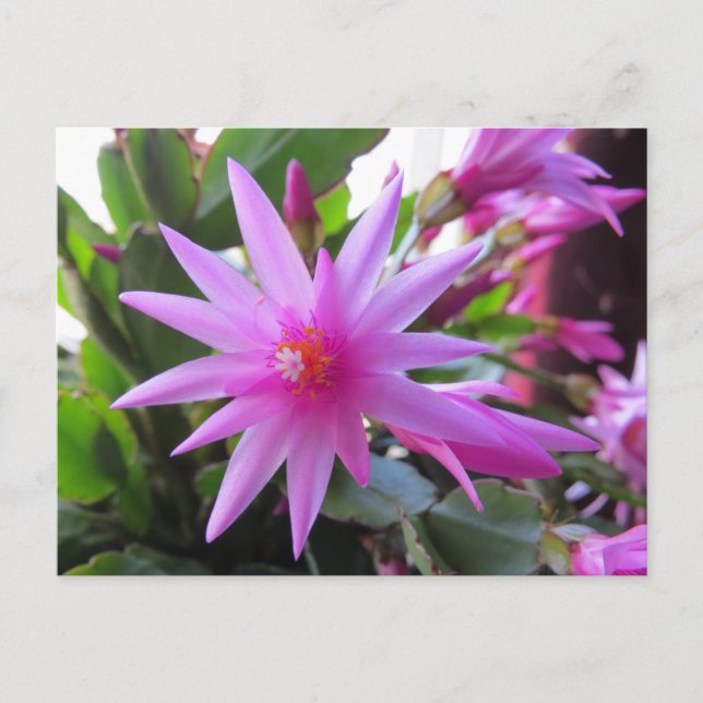 Easter Cactus Flowers Holiday Postcard (Front)
