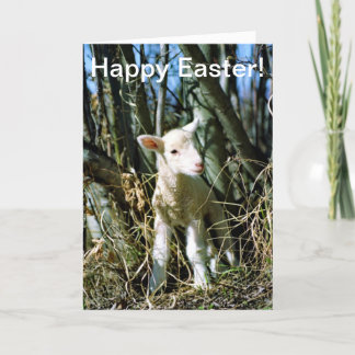 Easter Card - Lamb