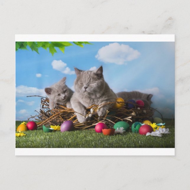 Easter Cats Holiday Postcard (Front)