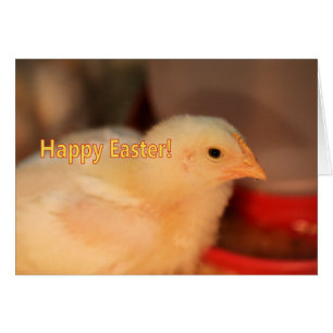 Easter chick
