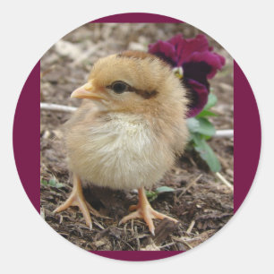 Easter Chick-A-Dee-Light Classic Round Sticker