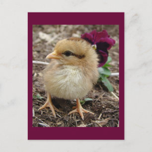 Easter Chick-A-Dee-Light Holiday Postcard
