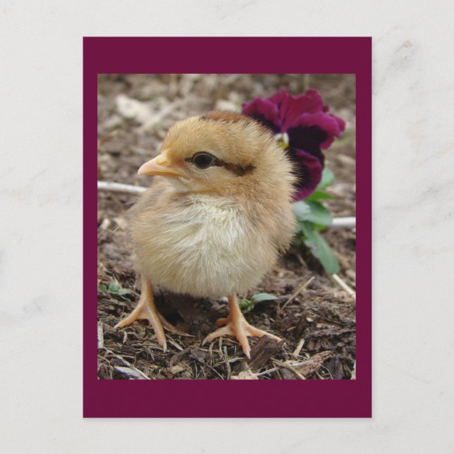 Easter Chick-A-Dee-Light Holiday Postcard (Front)