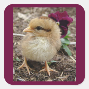 Easter Chick-A-Dee-Light I Square Sticker