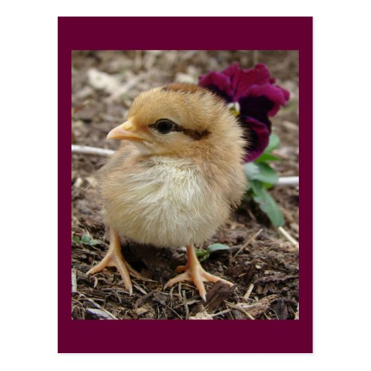 Easter Chick-A-Dee-Light Postcard
