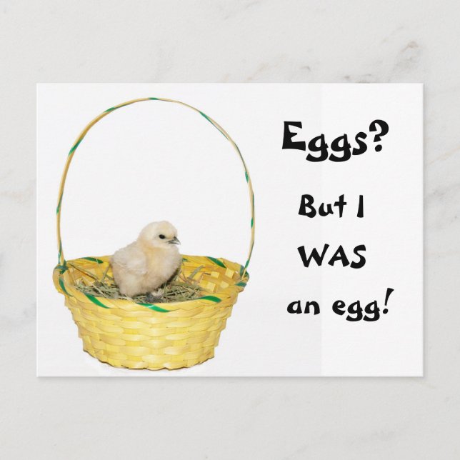 Easter chick holiday postcard (Front)