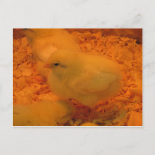 Easter Chick Holiday Postcard