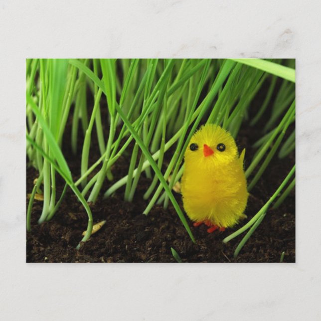 Easter Chick Holiday Postcard (Front)