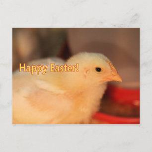 Easter chick holiday postcard