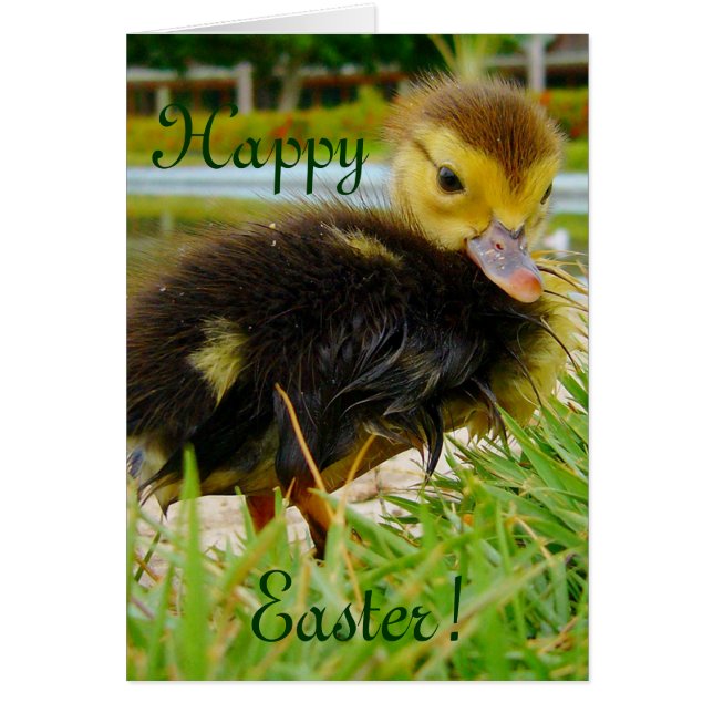 Easter Chick II (Front)