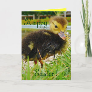 Easter Chick II Holiday Card