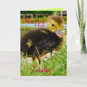 Easter Chick II Holiday Card