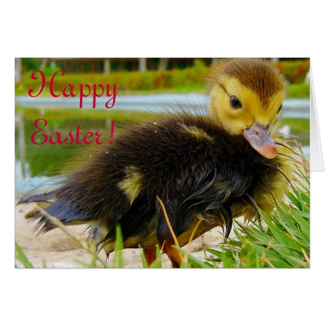 Easter Chick IV (Front Horizontal)