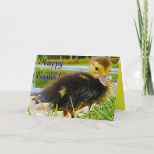 Easter Chick IV Holiday Card