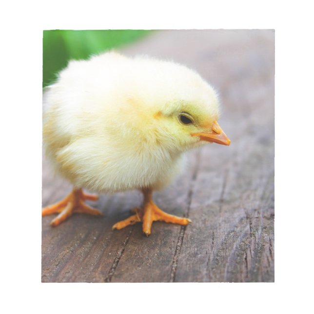 Easter Chick Notepad (Front)