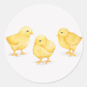 EASTER CHICKS ROUND CLASSIC STICKERS