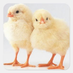 Easter Chicks Stickers