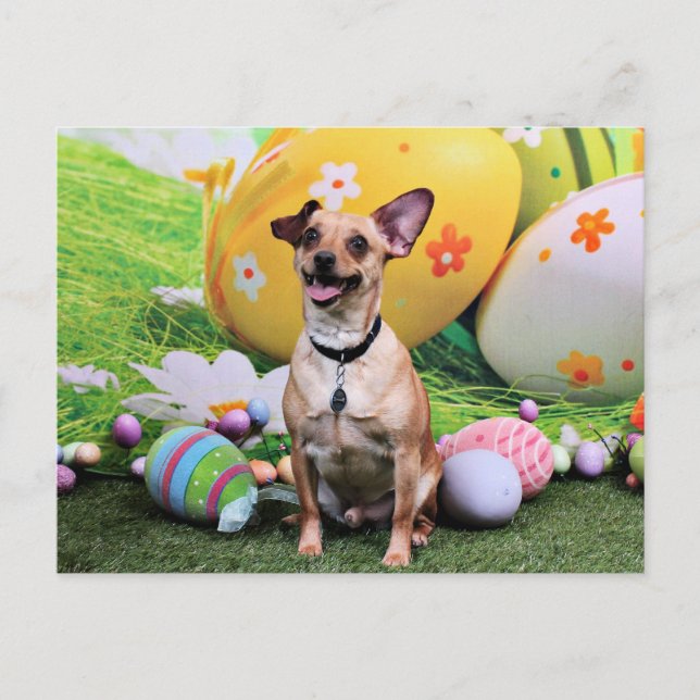 Easter - Chipin Rockwell - Chihuahua Rambo Holiday Postcard (Front)